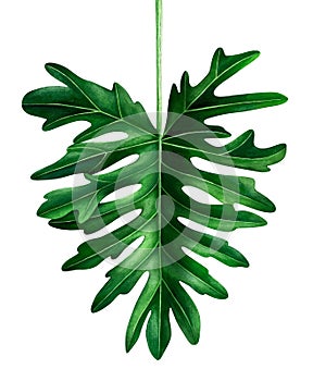 Watercolor tropical leaf isolated on white background. Botanical illustration of Philodendron Selloum leaf.