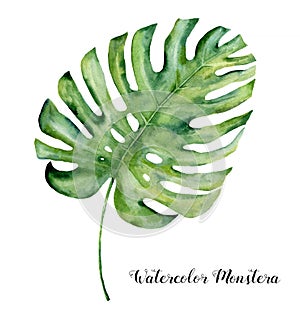 Watercolor tropical leaf of monstera. Hand painted evergreen tropic plant isolated on white background. Botanical photo