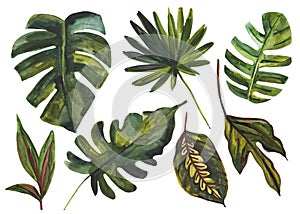 Watercolor tropical leaf set. Drawing of unusual leaves isolated on white background.