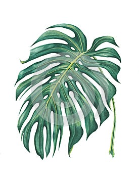 Watercolor tropical leave