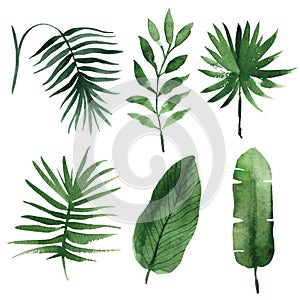 Watercolor tropical leaves