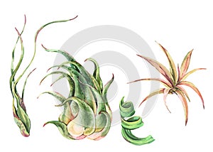 Watercolor tropical leaves. Air plant Tillandsia botanical illustration. Succulent terrarium plants