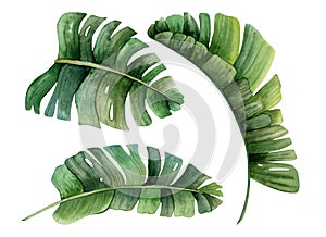 Watercolor tropical leaves of monstera, banana plant strelizia illustration set. Hand drawn realistic botanical drawing