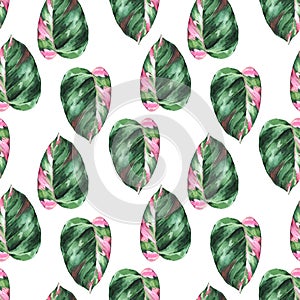 Watercolor tropical leaves seamless pattern. Philodendron pink princess