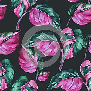 Watercolor tropical leaves seamless pattern. Philodendron pink princess botanical wallpaper