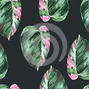 Watercolor tropical leaves seamless pattern. Philodendron pink princess