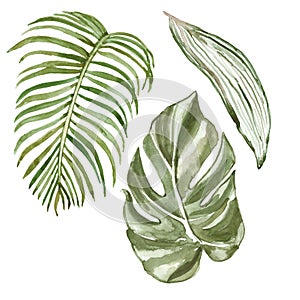 Watercolor tropical leaves set, isolated on white background. Hand painted summer botanical illustration of exotic green plants