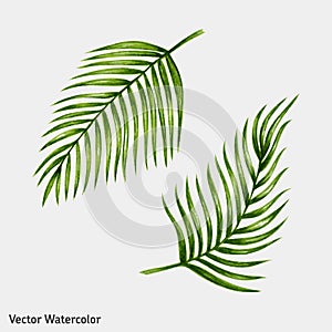 Watercolor tropical palm leaves.