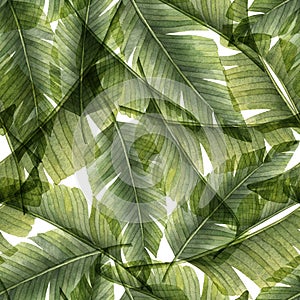 Watercolor Tropical Palm Leaves Seamless Pattern. Hand drawn illustration with green jungle plants for textile design or