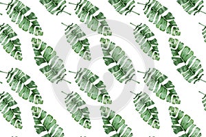 Watercolor tropical palm leaves seamless pattern. Jungle leaf hand drawn illustration.