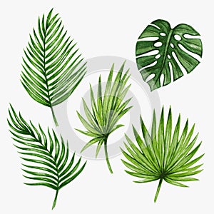 Watercolor tropical palm leaves. Vector