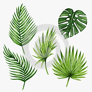 Akvarel tropický palma listy. vektor 