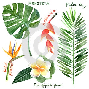 Watercolor tropical plants