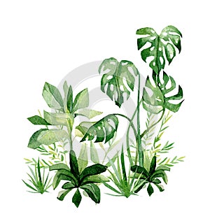 Watercolor tropical plants. Africa summer greenery jungle savannah illustration for the banner, frame