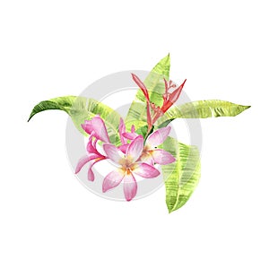 Watercolor tropical plants. bouquet with  banana leaf and plumeria flowers isolated on white background