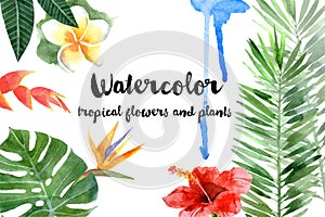 Watercolor tropical plants