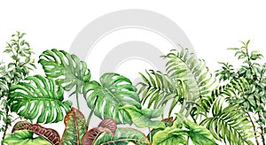 Watercolor Tropical Plants Seamless Border