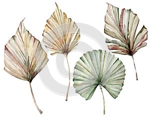 Watercolor tropical set with beige and green palm leaves. Hand painted exotic dry leaves isolated on white background
