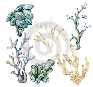 Watercolor tropical set of blue, gold, azure and violet corals . Underwater plant isolated on white background. Aquatic