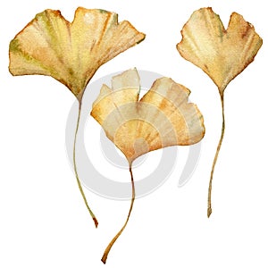 Watercolor tropical set of dry ginkgo leaves. Hand painted exotic bouquet of plant isolated on white background. Floral