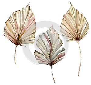 Watercolor tropical set with dry palm leaves. Hand painted exotic leaves isolated on white background. Floral