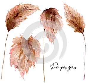 Watercolor tropical set with dry pampas grass. Hand painted exotic leaves isolated on white background. Floral