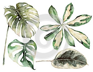 Watercolor tropical set with plants branches and monstera. Hand painted exotic leaves and branches isolated on white