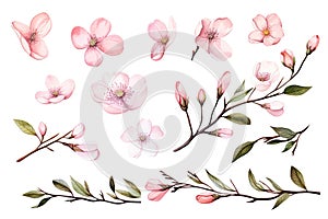 Watercolor of Tropical spring floral green leaves and flowers elements isolated on white background, bouquets greeting or wedding