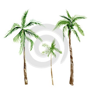 Watercolor tropical trees, beach party set. Summer palm trees jungle illustration for the banner, frame, border, logo