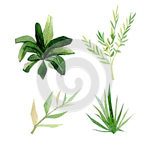 Watercolor tropical trees. Summer Africa floral plant illustration for the banner, frame, border, logo, greeting card, party card