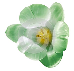 Watercolor tulip flower light green. Flower isolated on white background. No shadows with clipping path. Close-up.