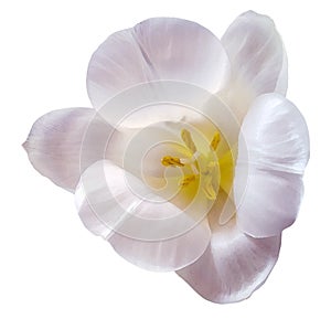 Watercolor tulip flower pink. Flower isolated on white background. No shadows with clipping path. Close-up.