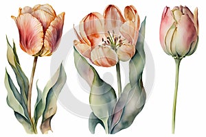 Watercolor tulip flowers. Tulips in bloom, blossom in red color. Watercolour illustration and drawing.