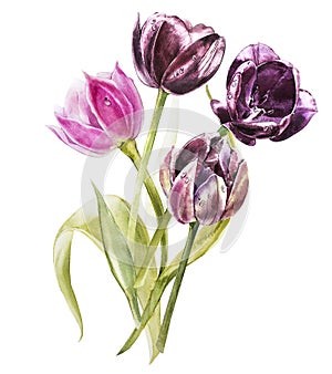 Watercolor tulips flowers. Spring or summer decoration floral botanical illustration. Watercolor isolated. Perfect for