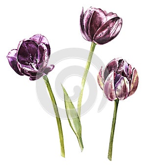 Watercolor tulips flowers. Spring or summer decoration floral botanical illustration. Watercolor isolated. Perfect for