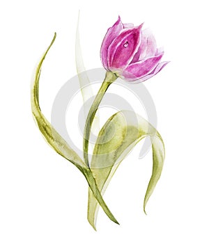 Watercolor tulips flowers. Spring or summer decoration floral botanical illustration. Watercolor isolated. Perfect for