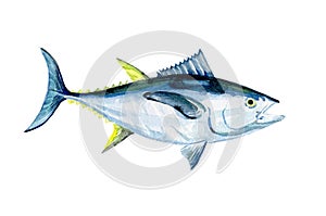 Watercolor Tuna fish isolated.