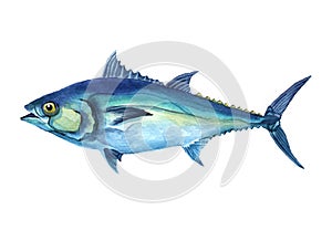 Watercolor Tuna fish isolated on a white background