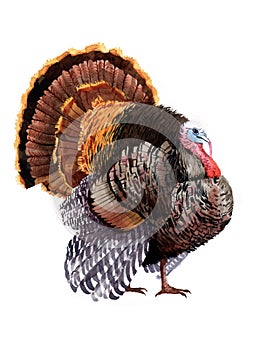 Watercolor turkey bird isolated