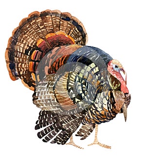 Watercolor turkey isolated on the white background