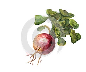 Watercolor turnip