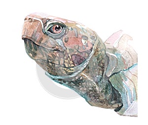 Watercolor  turtle animal