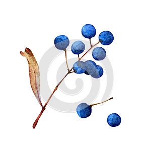 Watercolor twig with berries on white background