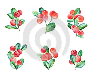 Watercolor twigs with red berries and green leaves