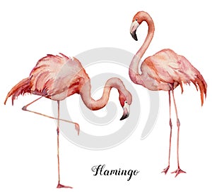 Watercolor two pink flamingo set. Hand painted bright exotic birds isolated on white background. Wild life illustration