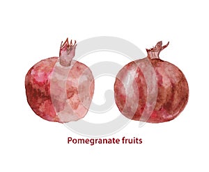 Watercolor two pomegranates fruits. Hand painted realistic illustration