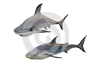 Watercolor of two sharks in different poses. Original hand painted art isolated on white background