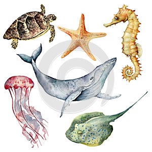 Watercolor underwater animals set. Hand painted whale, starfish, seahorse, stingray, jellyfish and turtle isolated on