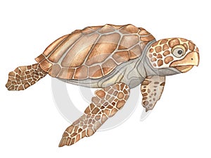 Watercolor Underwater creatures Brown Sea Turtle, Hand drawn illustration