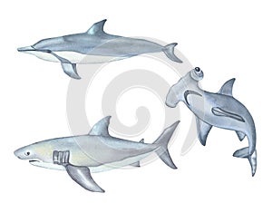 Watercolor Underwater creatures. Dolphin, Shark and hammerhead fish